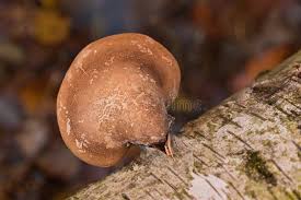 Attēlu rezultāti vaicājumam “Piptoporus betulinus”