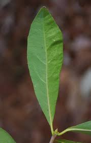 Attēlu rezultāti vaicājumam “Saussurea esthonica leaf”