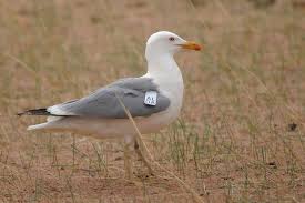 Image result for Larus cachinnans