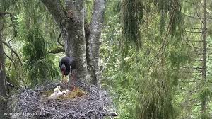 Attēlu rezultāti vaicājumam “Ciconia nigra nest”
