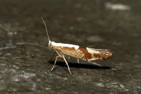 Attēlu rezultāti vaicājumam “Argyresthia pruniella”