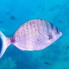 Image result for Diplodus helenae