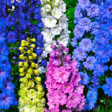 Image result for Delphinium consolida