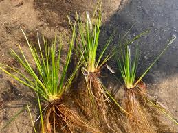 Attēlu rezultāti vaicājumam “Isoetaceae”