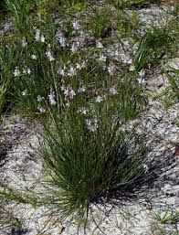 Image result for Asphodelus fistulosus