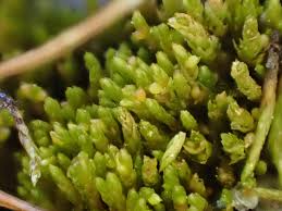 Attēlu rezultāti vaicājumam “Pohlia sphagnicola”