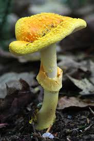 Attēlu rezultāti vaicājumam “Amanita”