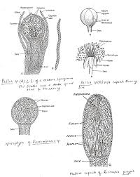 Attēlu rezultāti vaicājumam “Jungermannia leiantha sporophyte”