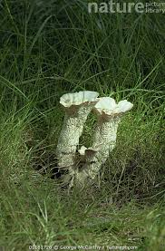 Attēlu rezultāti vaicājumam “Abortiporus biennis”