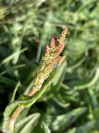 Attēlu rezultāti vaicājumam “Atriplex littoralis”