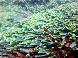 「綠羽毛」的圖片搜尋結果