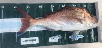 Image result for Pagrus auratus