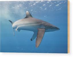 Image result for Carcharhinus falciformis