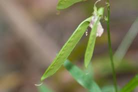 Attēlu rezultāti vaicājumam “Lathyrus palustris flower”