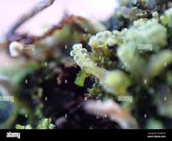 Attēlu rezultāti vaicājumam “Odontoschisma sphagni”