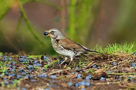 Attēlu rezultāti vaicājumam “Turdus pilaris juvenile”