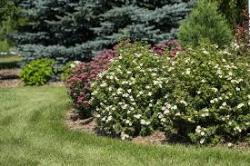 Attēlu rezultāti vaicājumam “Potentilla”