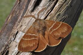 Attēlu rezultāti vaicājumam “Macrothylacia rubi”