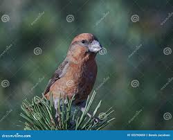 Attēlu rezultāti vaicājumam “Loxia pytyopsittacus”