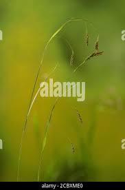 Attēlu rezultāti vaicājumam “Carex sylvatica fruit”