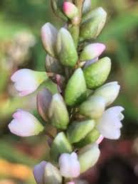 Attēlu rezultāti vaicājumam “Persicaria lapathifolia flower”