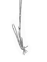 Attēlu rezultāti vaicājumam “Juncus stygius”