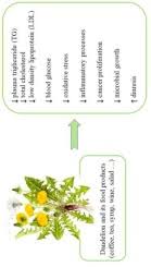 Attēlu rezultāti vaicājumam “Taraxacum officinale aggr. fruit”