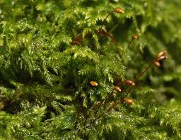 Attēlu rezultāti vaicājumam “Herzogiella seligeri”