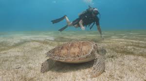 Image result for Aquanauts Dive Centre Sunderland