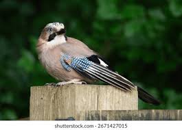 Attēlu rezultāti vaicājumam “Garrulus glandarius”