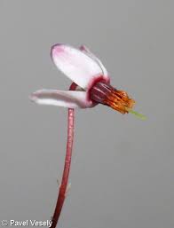 Attēlu rezultāti vaicājumam “Oxycoccus bud”