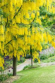 Attēlu rezultāti vaicājumam “Laburnum”
