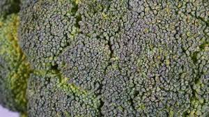 Attēlu rezultāti vaicājumam “Hypocrea gelatinosa”