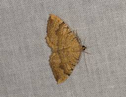 Attēlu rezultāti vaicājumam “Camptogramma bilineata”