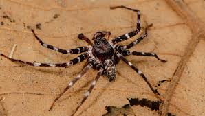 Attēlu rezultāti vaicājumam “Sparassidae”