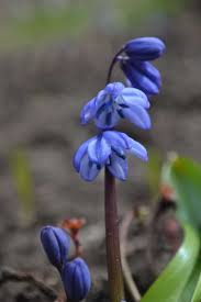 Attēlu rezultāti vaicājumam “Scilla siberica bud”