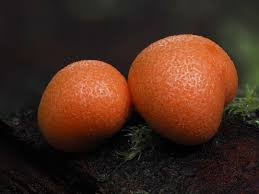 Attēlu rezultāti vaicājumam “Arcyria incarnata macro”