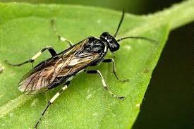 Attēlu rezultāti vaicājumam “Tenthredinidae”