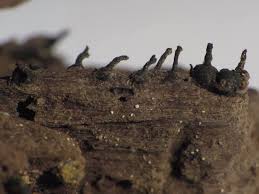 Attēlu rezultāti vaicājumam “Hemitrichia sordivesiculosa spores”