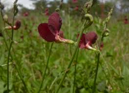 Attēlu rezultāti vaicājumam “Lycogala botrydium macro”