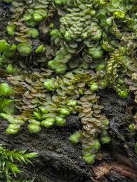 Attēlu rezultāti vaicājumam “Frullania fragilifolia”