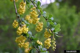 Attēlu rezultāti vaicājumam “Berberis vulgaris”