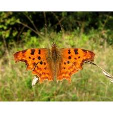 Attēlu rezultāti vaicājumam “Polygonia c-album larva”