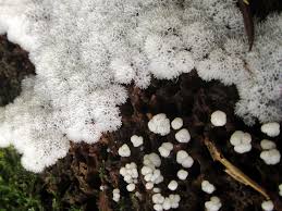 Attēlu rezultāti vaicājumam “Ceratiomyxa morchella”