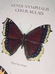 Attēlu rezultāti vaicājumam “Nymphalis antiopa upperside”