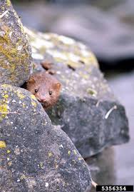 Attēlu rezultāti vaicājumam “Mustela vison”