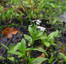 Attēlu rezultāti vaicājumam “Myosotis scorpioides bud”