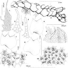 Attēlu rezultāti vaicājumam “Leiocolea rutheana cells”