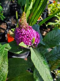 Image result for Buddleja davidii