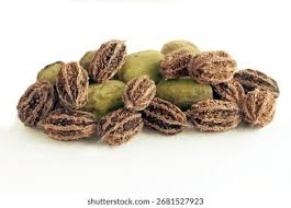 Attēlu rezultāti vaicājumam “Juglans cinerea fruit”